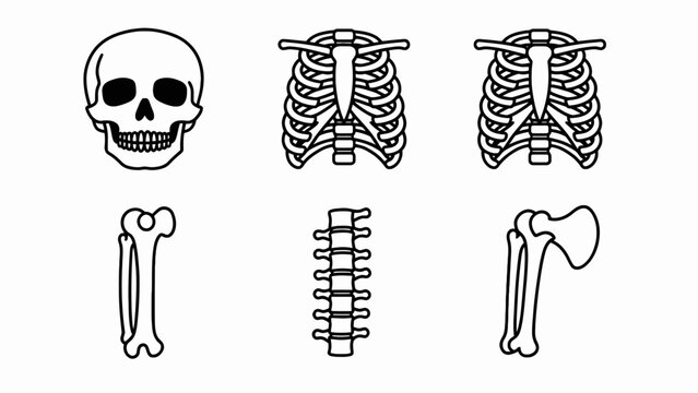 Human Skeleton Parts Collection: Skull, Ribs, Spine, Femur, Arm Bone