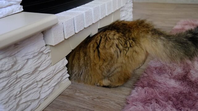 Fluffy cat is exploring the living room, boundless curiosity. Playful, inquisitive domestic cat embodies the joy of discovery.  Pet life, home warmth, and lighthearted moments.