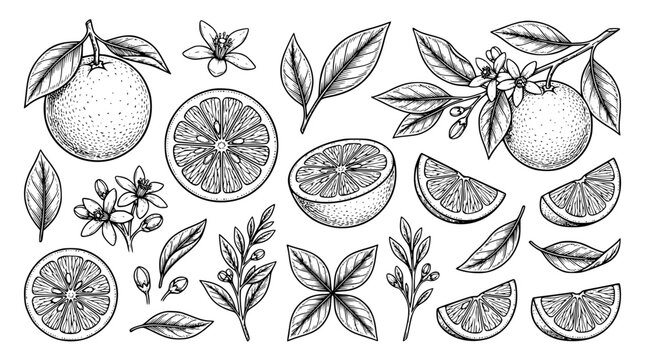 Hand drawn orange citrus fruit vintage engraving illustration set featuring whole fruits half slices segments leaves and blossoms vector
