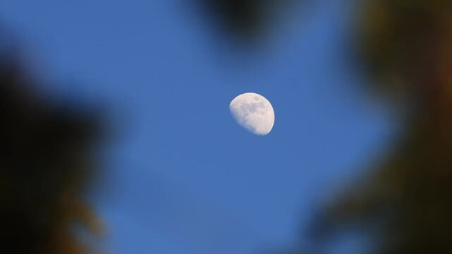 Waxing gibbous Moon with tree silhouettes on a daylight blue sky.