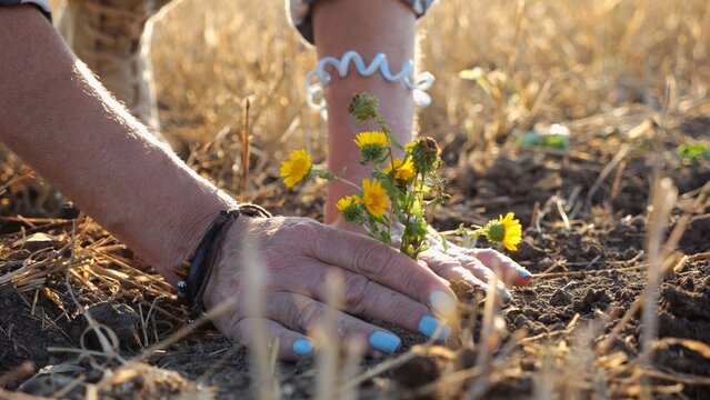 Female hands of farmer planting beautiful yellow flower in the ground at summer season. Arms of agronomist caring for small seedling at sunset. Concept of agricultural business. Slow motion