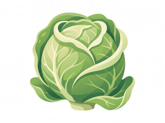 Obraz premium Fresh green cabbage head vegetable vector illustration