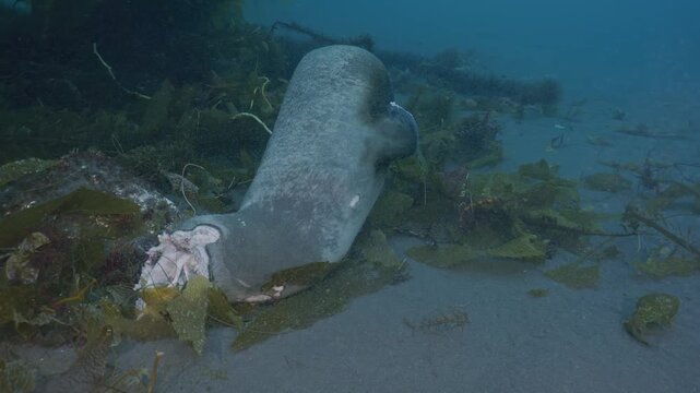 Dead sea lion flowing with surge on seabed.