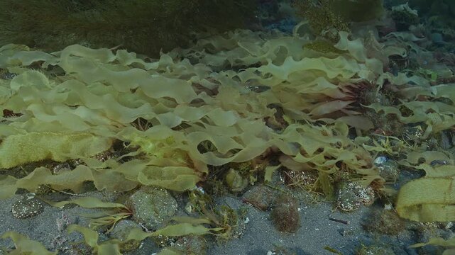 Patch of benthic algae mostly Tannia flows in surge.