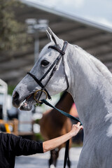 Obraz premium Grey Sport Horse During Veterinary Inspection at Equestrian Event