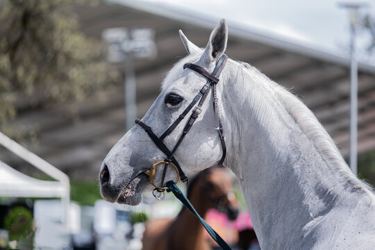 Grey Sport Horse During Equestrian Inspection at Horse Show