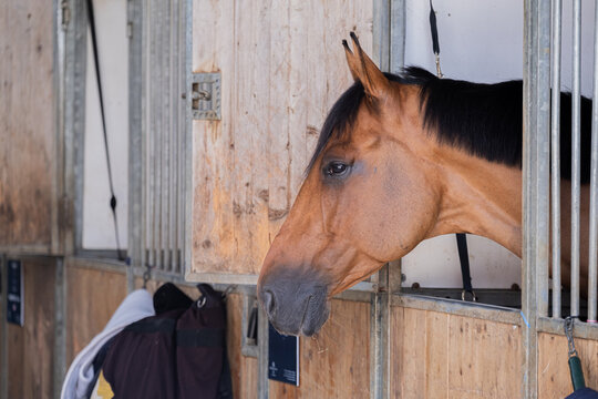 Bay Horse Looking Out from Stable Stall at Equestrian Competition