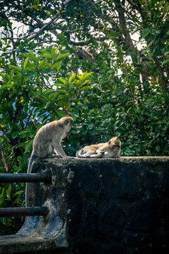 Macaques &agrave; queue longue pr&egrave;s du Point de vue des Gorges &agrave; Chamouny, Ile Maurice, Afrique