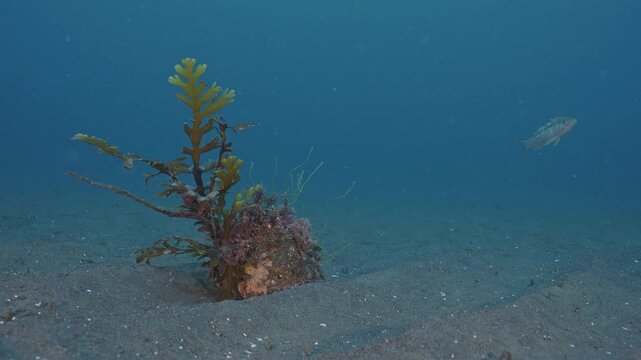 Wavy top turban snail completely covered by invertebrate life.