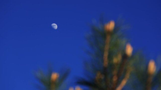 Waxing gibbous Moon with tree silhouettes on a daylight blue sky.