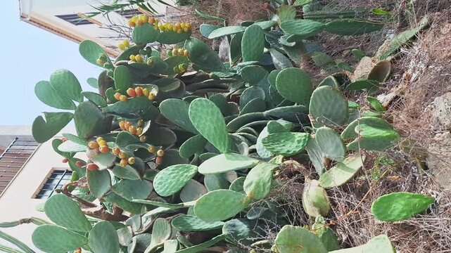 Large wild prickly pear cactus with yellow-orange fruits growing against building wall in Mallorca, lush paddle-shaped pads, Mediterranean urban nature scene