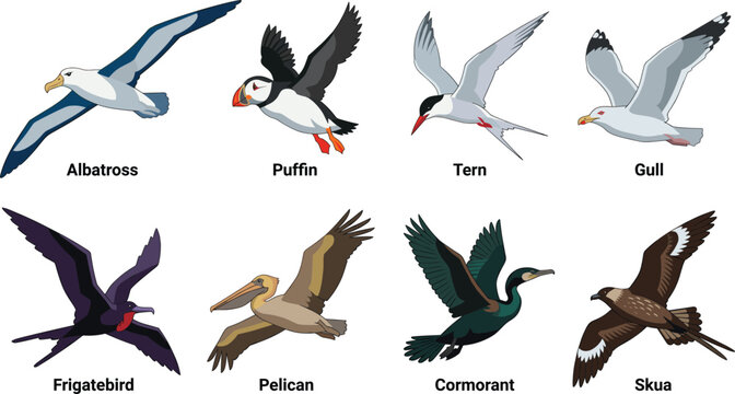 Shorebird Vector Collection Featuring Sandpipers Avocet Plover Curlew Godwit Oystercatcher and Redshank
