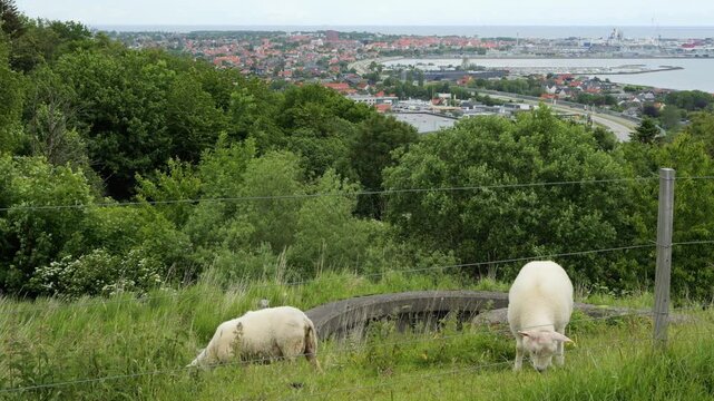 White sheep grazing on a hill overlooking a scandinavian city