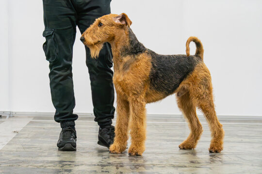 A framed photograph of a person in dark trousers and black shoes, standing beside an adult Airedale Terrier dog The dog has long fur with shades of brown and black, its gaze fixed on the person The