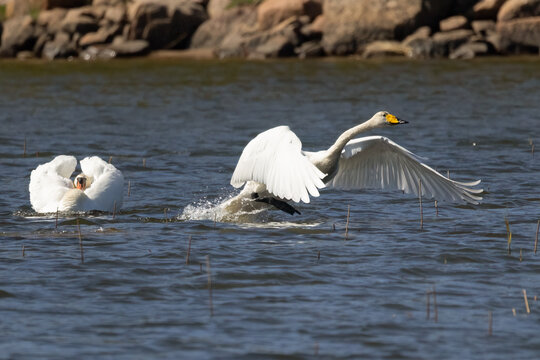 swan quarrel