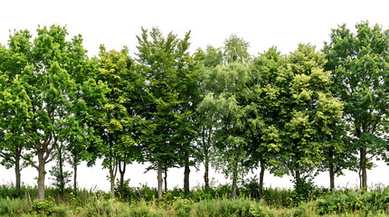 Fototapeta premium Row of green leafy trees with white background foliage