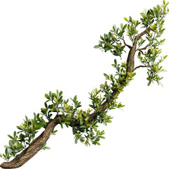 Fototapeta premium Green Tree Branch with Leaves Isolated on White Background