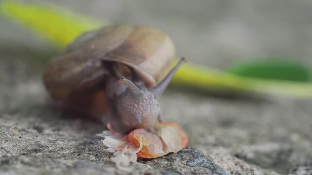 Macro Garden Snail with Spiral Shell Chewing Leaf on Stone Surface