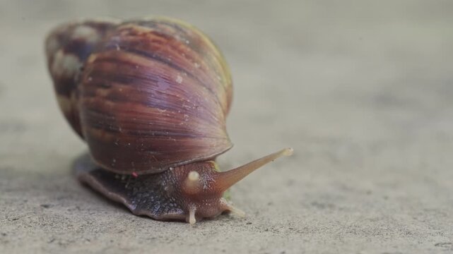 Macro Garden Snail with Spiral Shell Crawling on Stone Surface with Bokeh Background