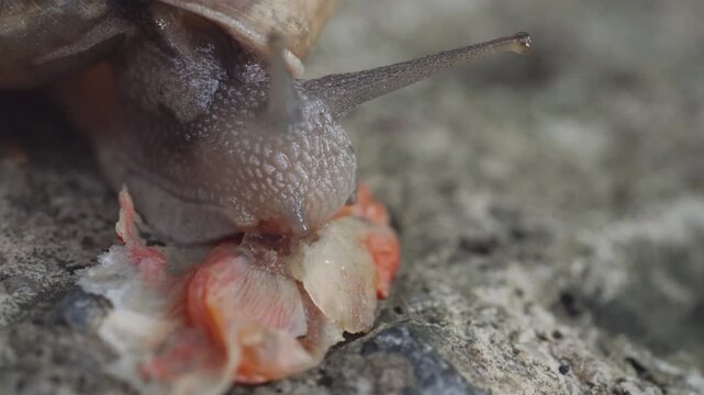 Macro Garden Snail with Spiral Shell Chewing Leaf on Stone Surface