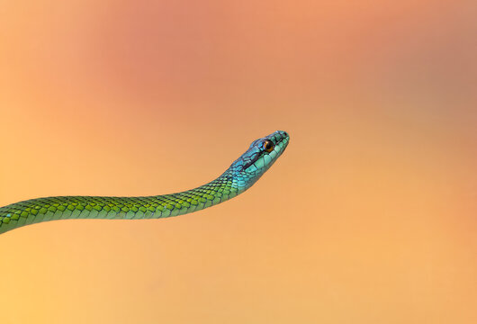 Culebra verde