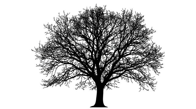 Cad tree line Tree silhouette, bare tree, black tree icon, deciduous tree, landscape element isolated on White Background vector