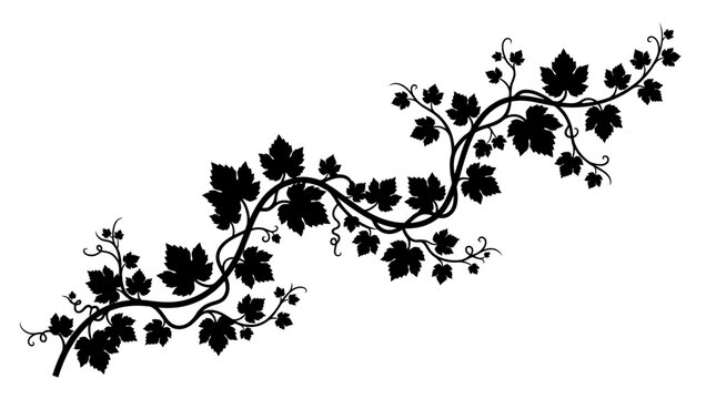 Cad tree line Black grapevine branch, leafy vine silhouette, vector foliage, botanical illustration isolated on White Background vector