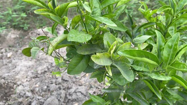 green leaves in the garden