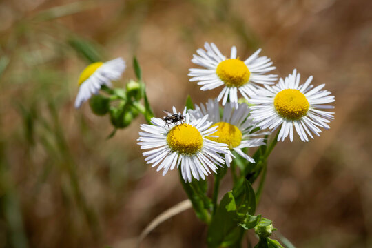 Macro of a small fly resting on white daisy fleabane flowers in a summer meadow