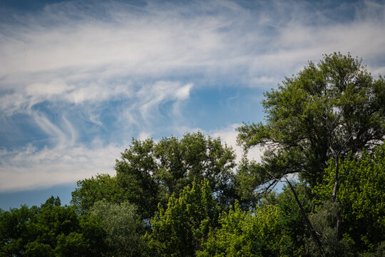 Green forest tree canopy against a vibrant blue sky with wispy cirrus clouds
