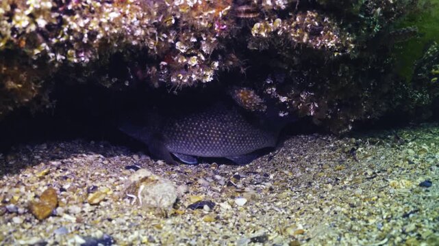 Green wrasse fish swimming in the clear blue sea.