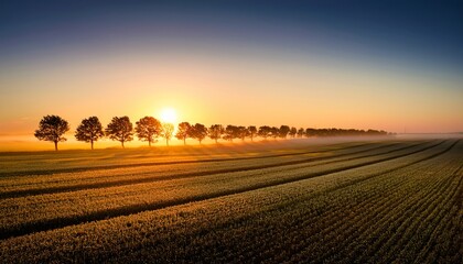 Fototapeta premium Sunrise Over A Field With A Line Of Trees