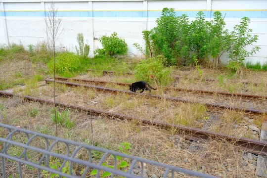 Black cat exploring overgrown abandoned train tracks in summer.