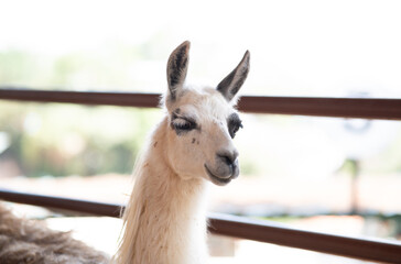 Obraz premium alpaca looking at the camera inside a pen