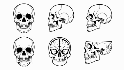 Human Skull Anatomy - Multiple Views and Cross-Section © Eka