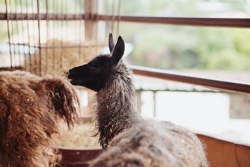 Obraz premium alpaca looking at the camera inside a pen
