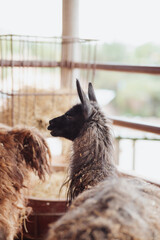 Obraz premium alpaca looking at the camera inside a pen