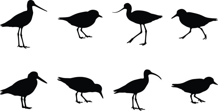 WebCollection of shorebird and waterbird silhouettes in black, featuring sandpipers, avocets, and curlews for nature wildlife design