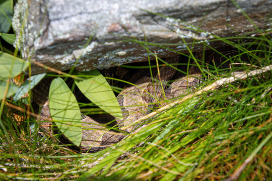 copperhead agkistrodon contortrix half basking in shade in grass under sunlit rock