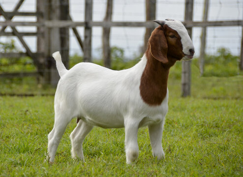 Beautiful female Boer goat on the farm. The Boer breed is a goat originating from South Africa, recognized for its high meat production, precocity, hardiness, and excellent muscle conformation.