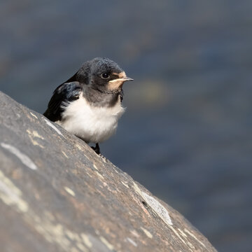 The barn swallow is a migratory bird that migrates early in the spring.
