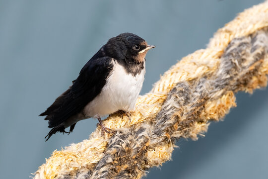 The barn swallow is a migratory bird that migrates early in the spring.