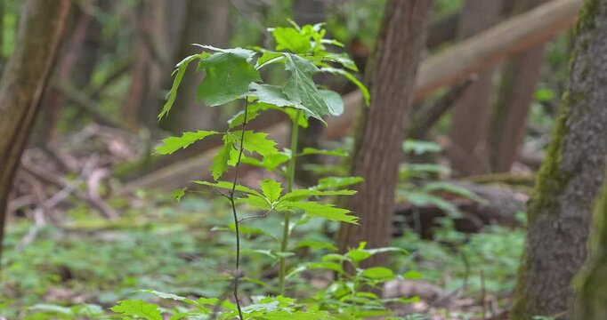 Macro - Spring landscape in a forest