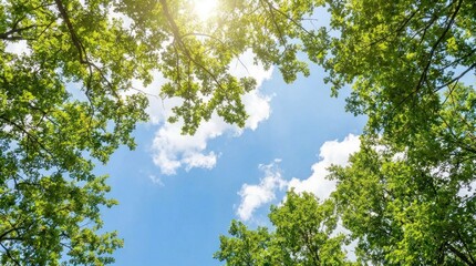 Fototapeta premium A serene forest scene with a clear blue sky and lush green trees, casting a warm glow from the sun through the leaves.