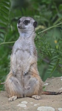 meerkat (Suricata suricatta) or suricate standing guard