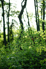 Fototapeta premium forest in the morning, focus on foreground