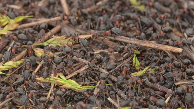 Ants swarming on an anthill