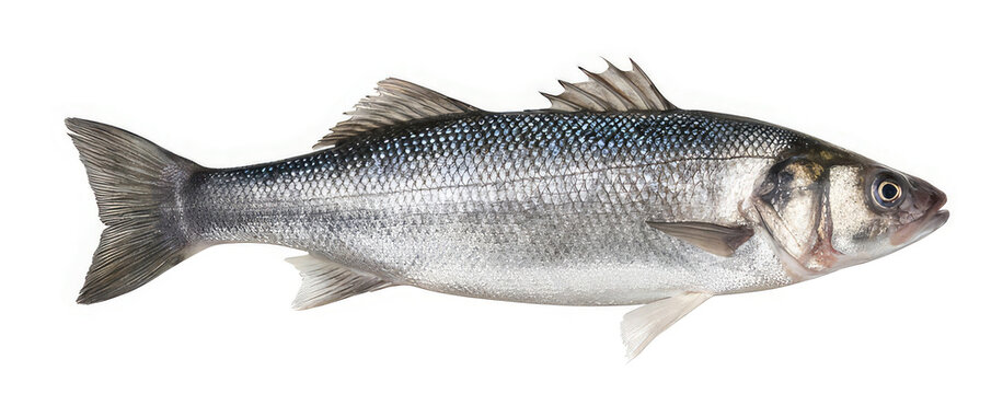 fish isolated on white