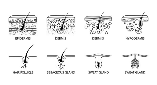 Detailed diagram of human skin layers and appendages anatomy