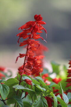 red flower close up